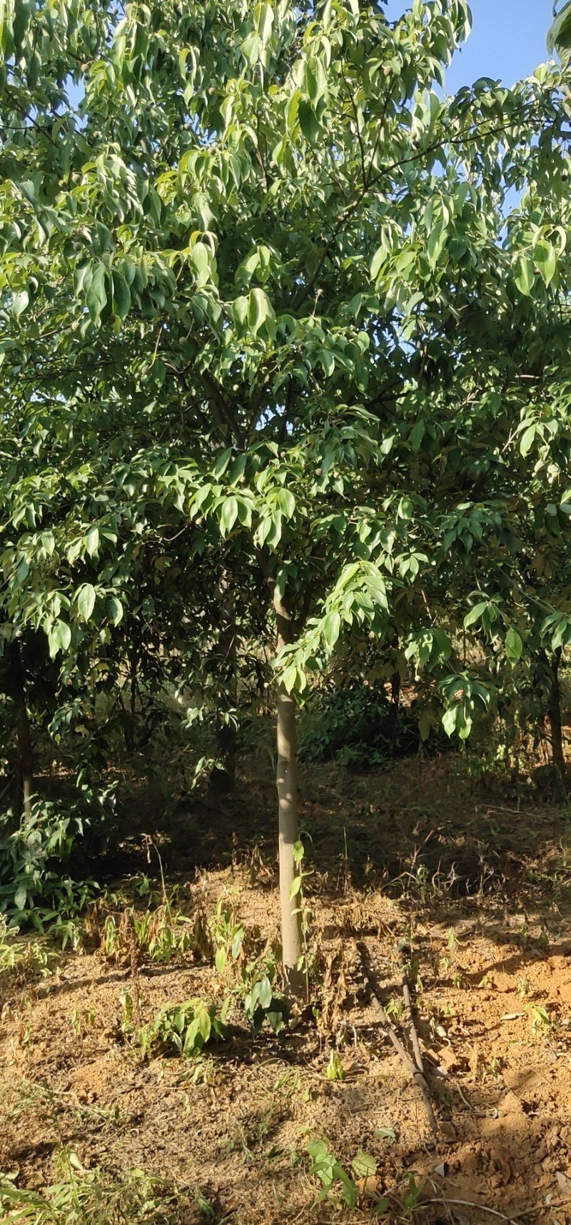 香港四照花地径5-8公分