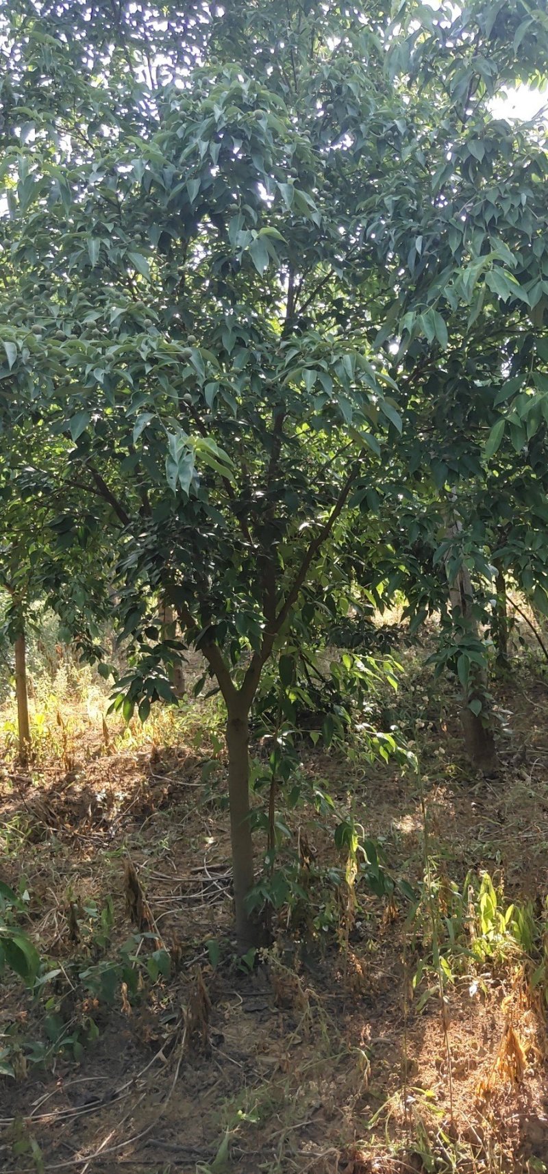 香港四照花地径5-8公分