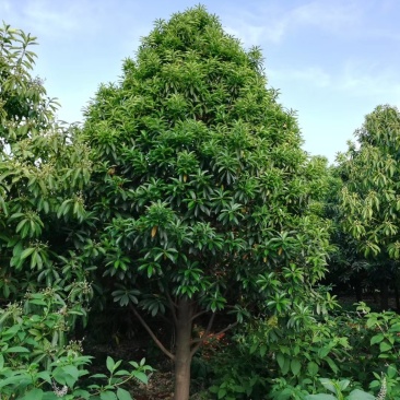 菱角山矾