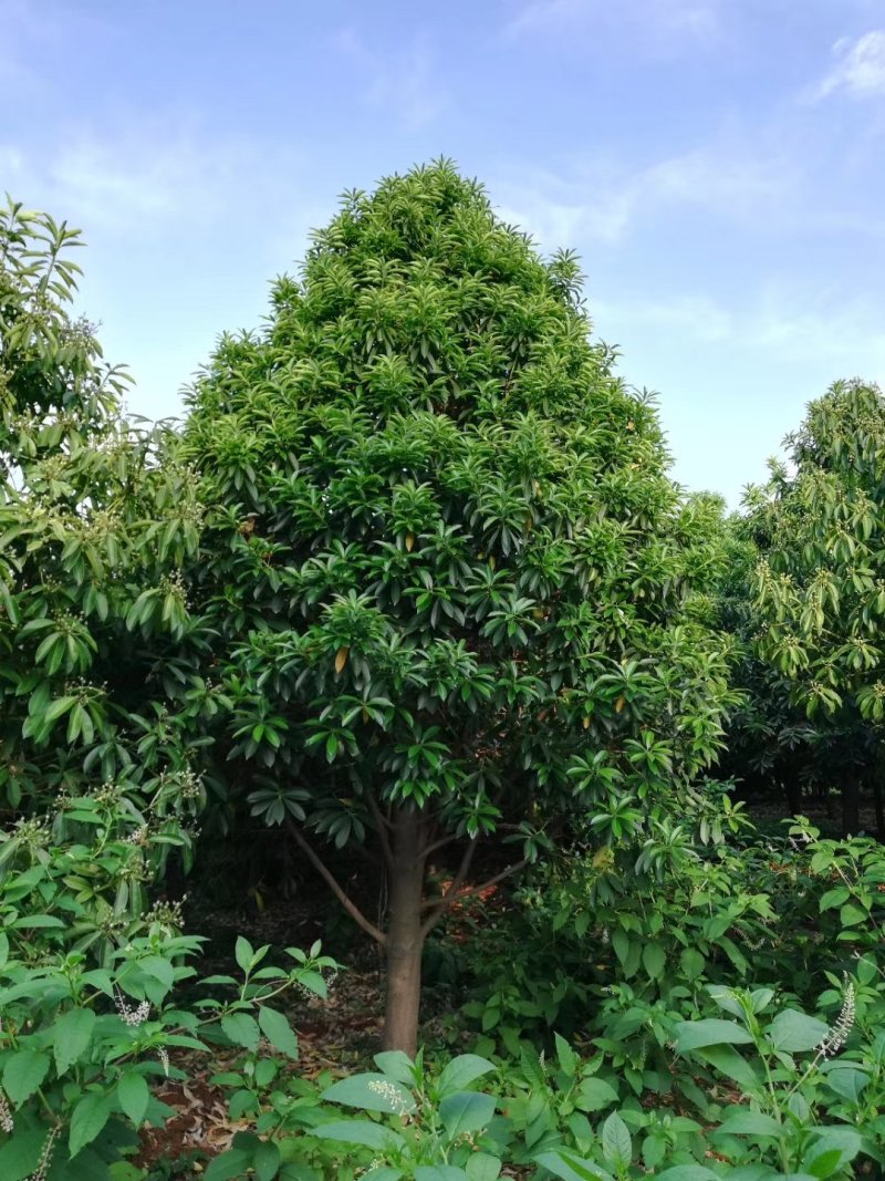 菱角山矾
