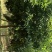 菱角山矾
