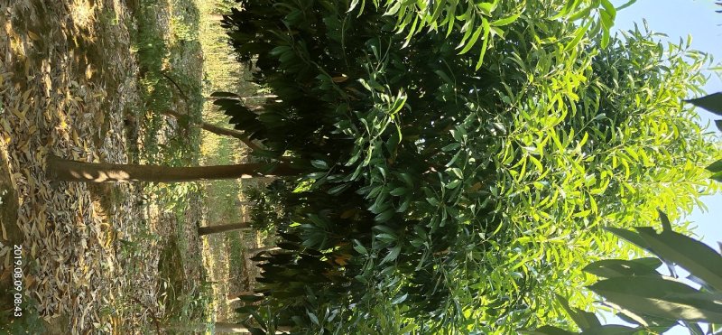 菱角山矾