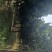 菱角山矾