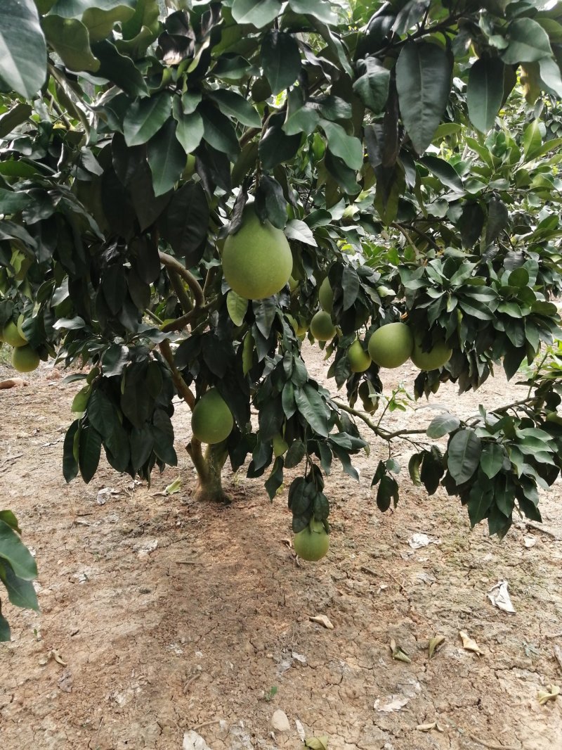 柚子一红柚