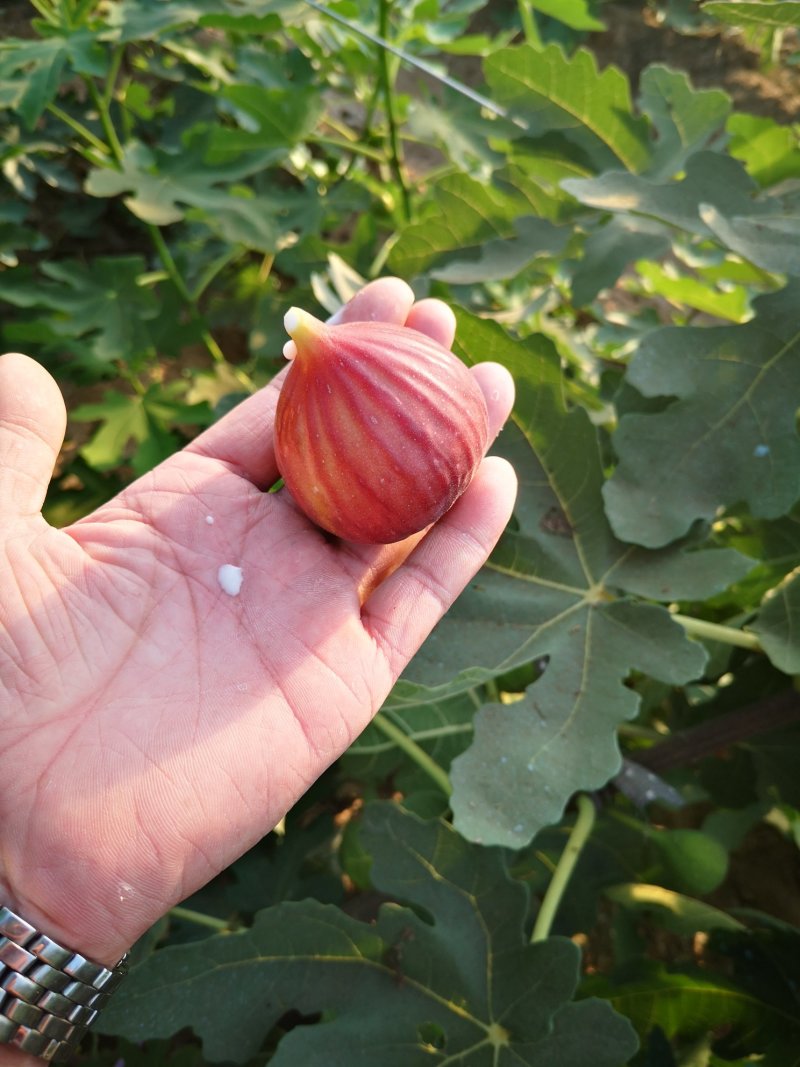 波姬红无花果树苗斯特拉无花果苗基地芭劳奈无花果苗