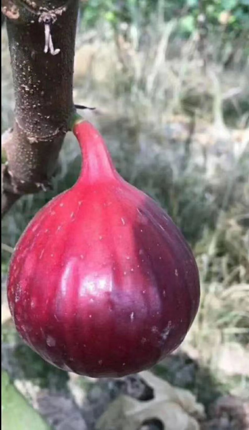 波姬红无花果树苗斯特拉无花果苗基地芭劳奈无花果苗