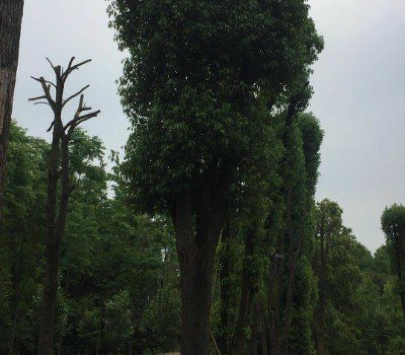 移栽香樟规格齐全基地直供价格优惠