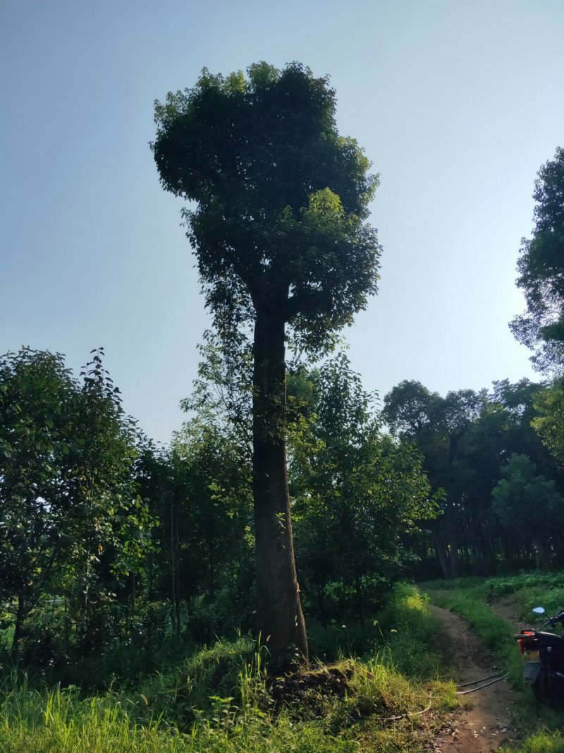 移栽香樟规格齐全基地直供价格优惠