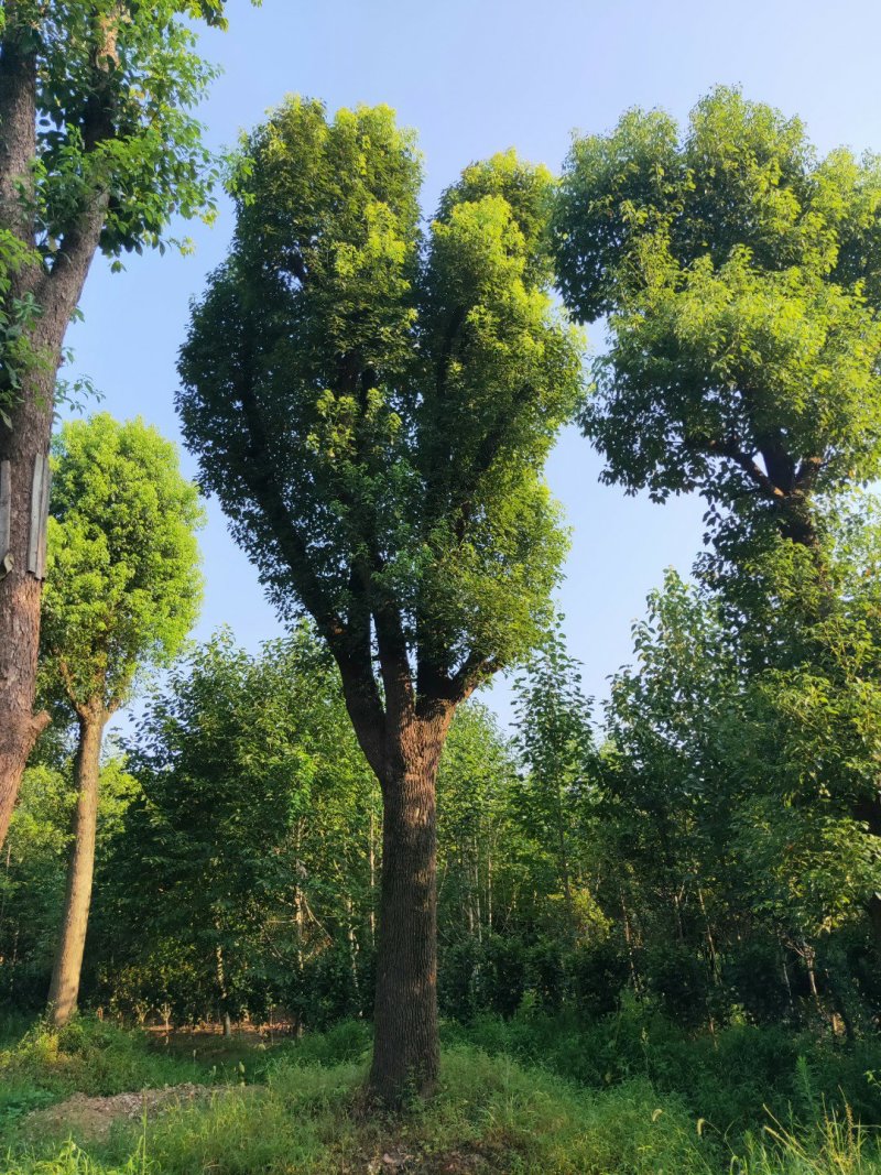 移栽香樟规格齐全基地直供价格优惠