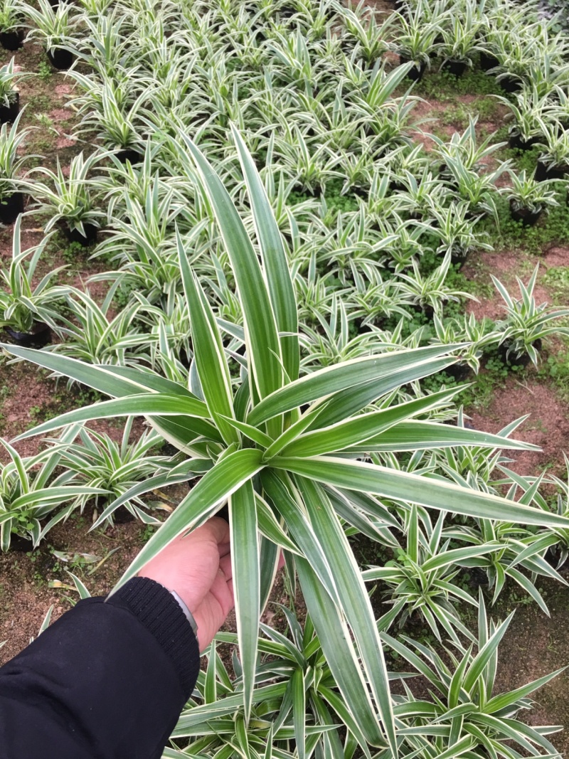 金边吊兰盆栽基地苗圃直销园林绿化工程造景