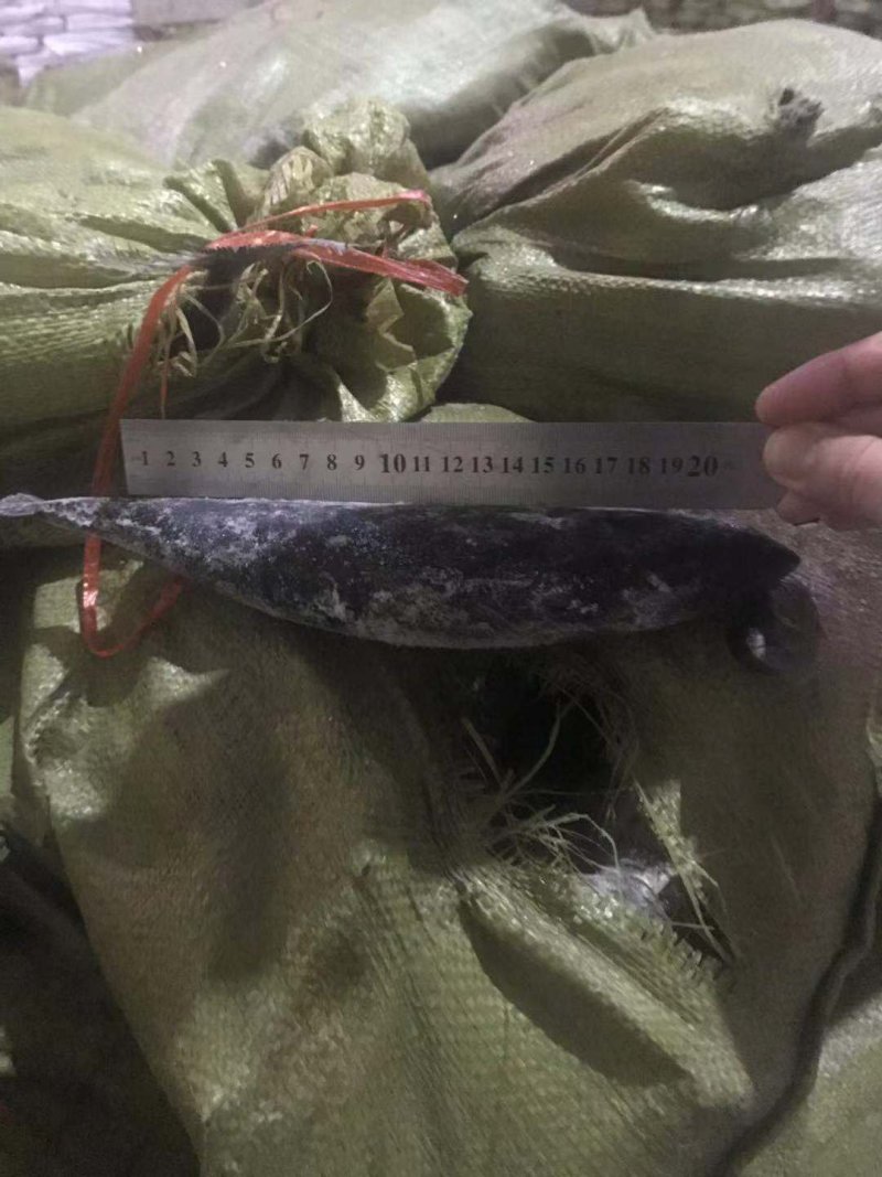 炮弹鱼