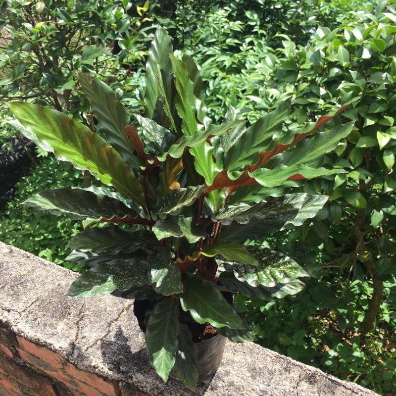 波浪紫背竹芋网红植物产地大棚现货直销批发一件起批