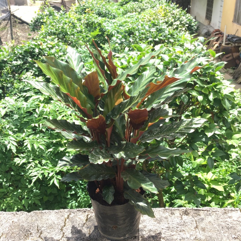 波浪紫背竹芋网红植物产地大棚现货直销批发一件起批