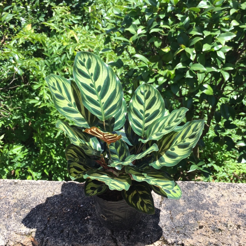 孔雀竹芋叶片多口径160基地直销量大从优一件起批