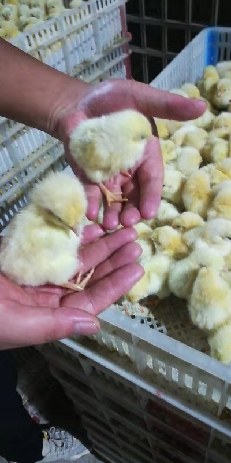 小黄鸡苗杂交快羽