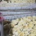 小黄鸡苗杂交快羽