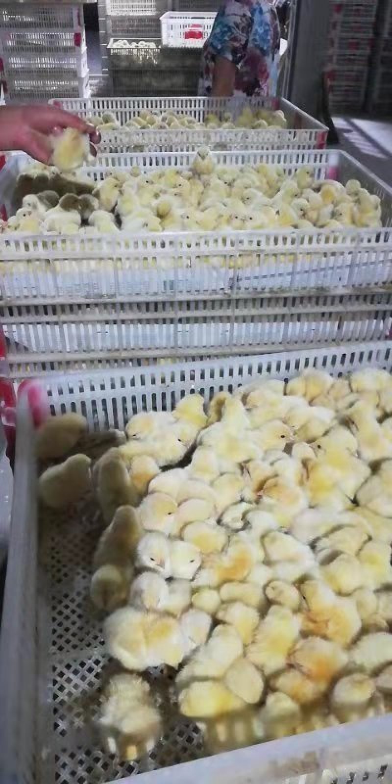 小黄鸡苗杂交快羽