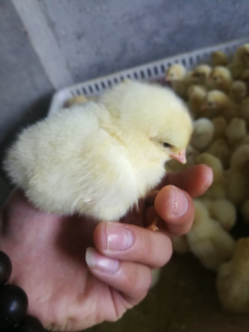 小黄鸡苗杂交快羽