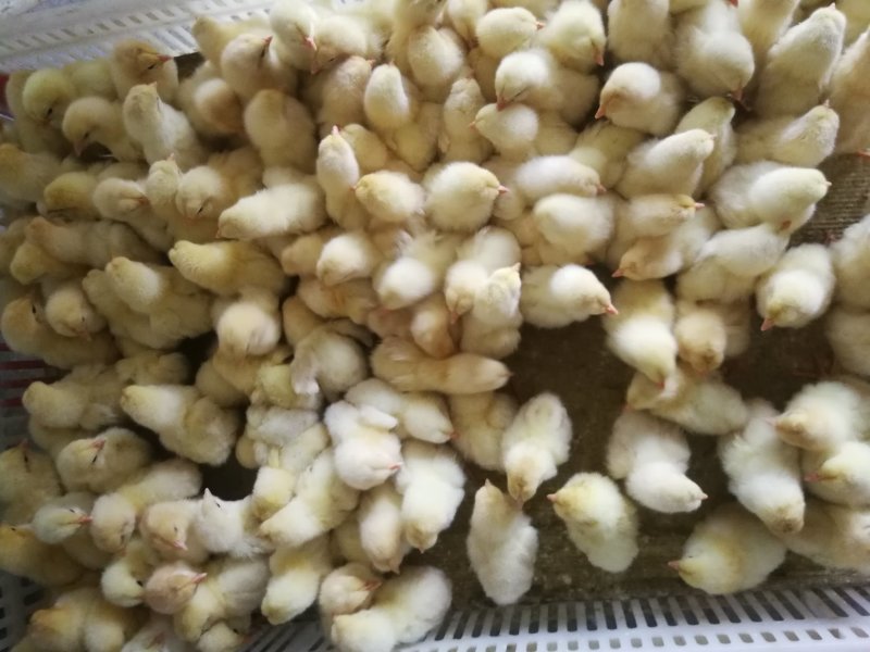 小黄鸡苗杂交快羽