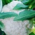 山东有机花菜花精品基地直供质优价廉保质保量！