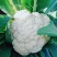 山东有机花菜花精品基地直供质优价廉保质保量！