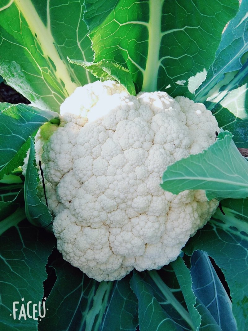 山东有机花菜花精品基地直供质优价廉保质保量！