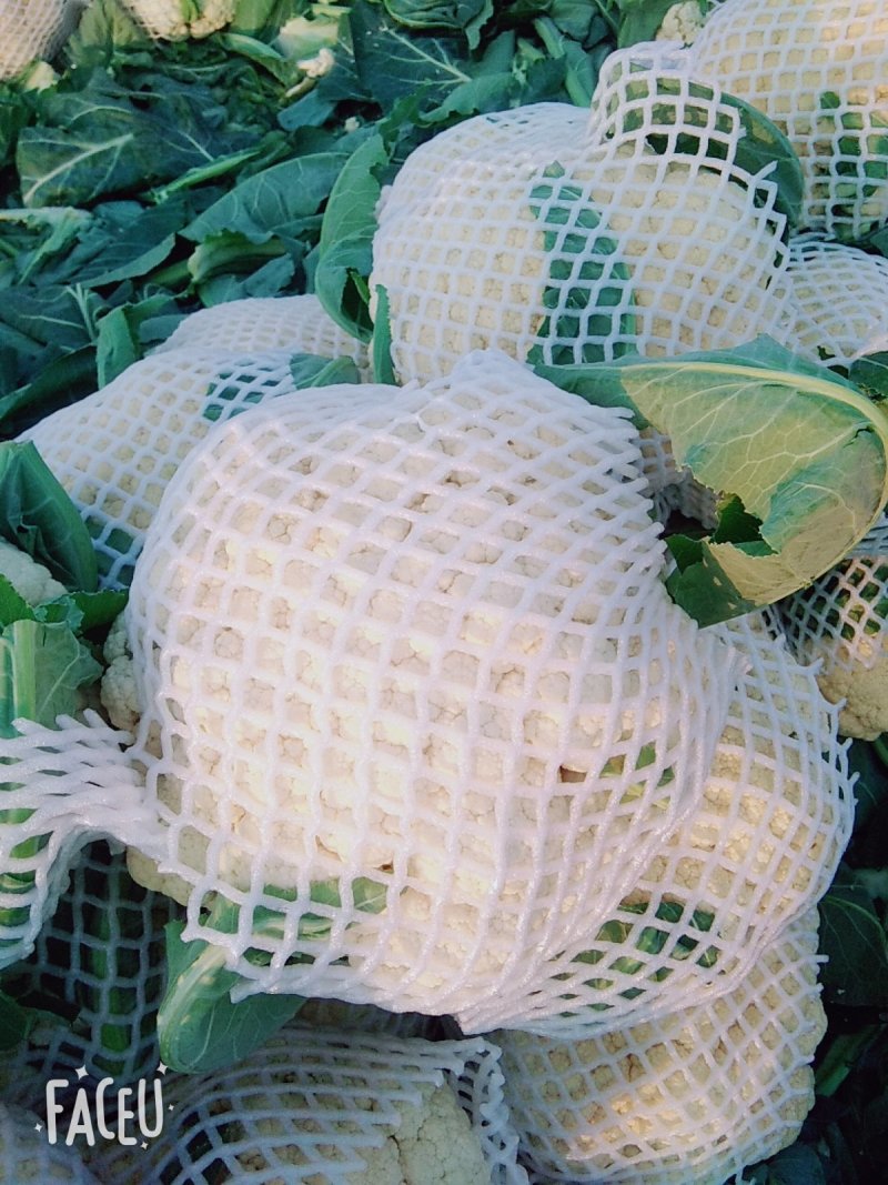 山东有机花菜花精品基地直供质优价廉保质保量！