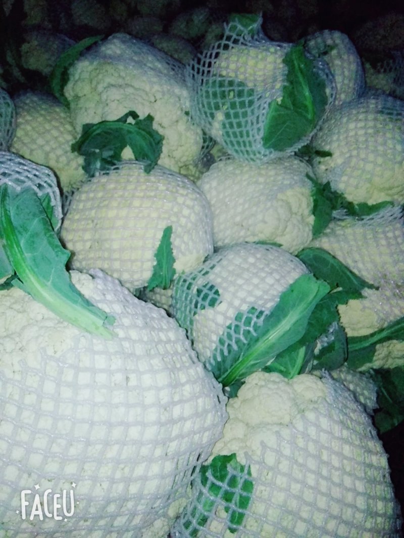 山东有机花菜花精品基地直供质优价廉保质保量！