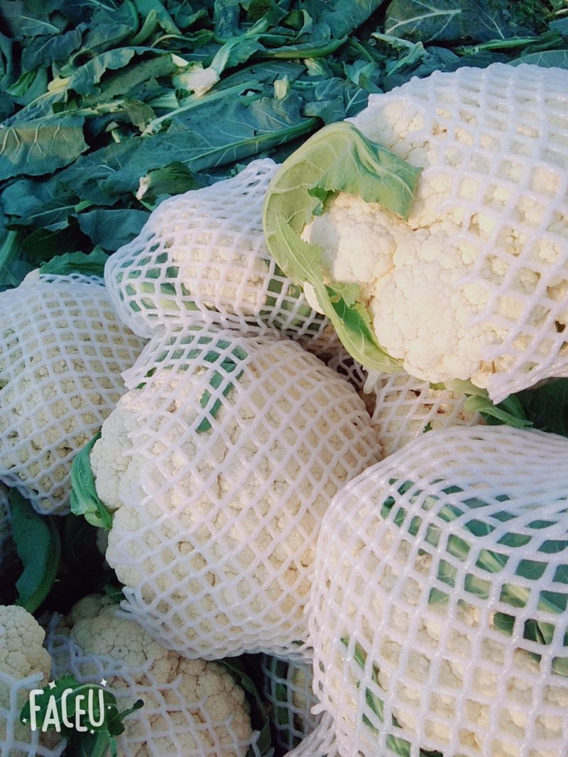 山东有机花菜花精品基地直供质优价廉保质保量！