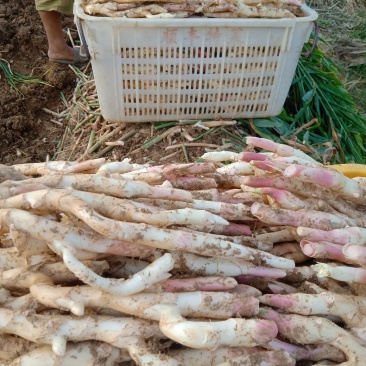 重庆本地子姜