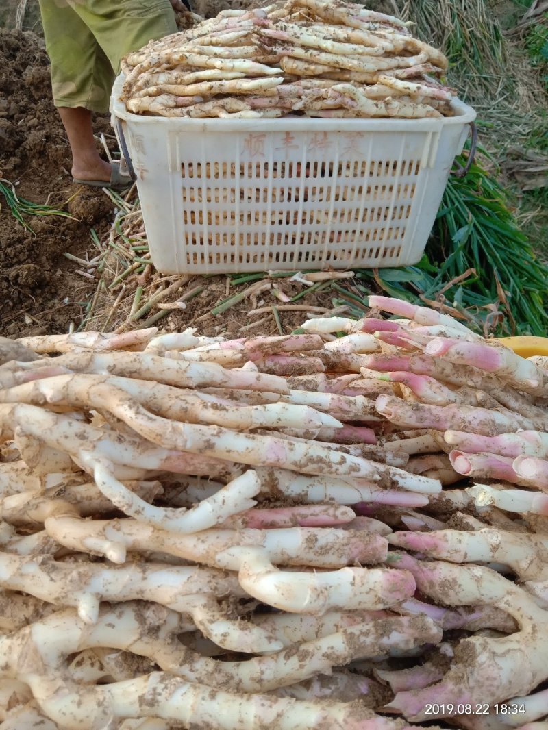 重庆本地子姜