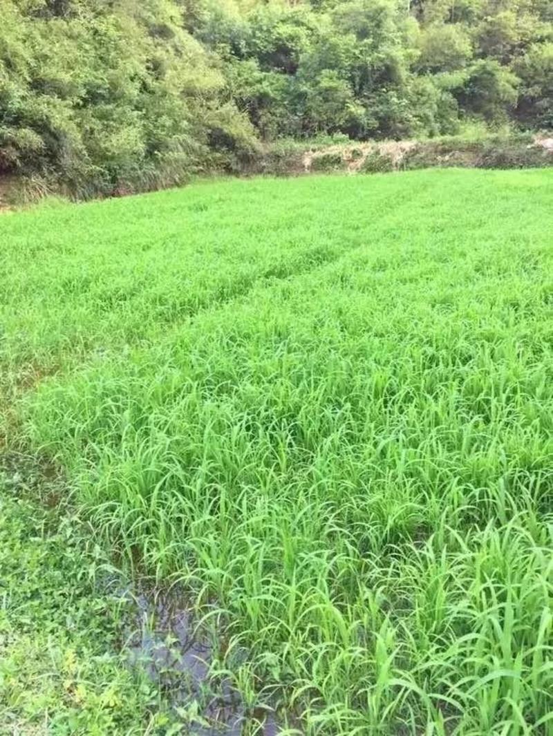 小米草种籽雀叶稗养殖专用水草种子鱼虾蟹牧草种子高产耐水淹