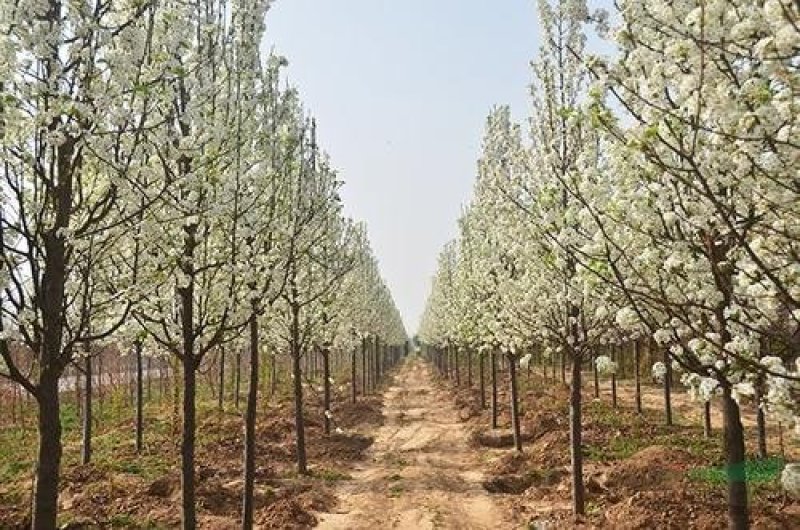 彩叶豆梨：克利夫兰，秋火焰，贵族，雄鸡，首都，红塔，资本