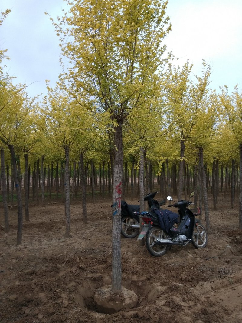 大量销售：8-15公分金叶榆，树形好，价格低，