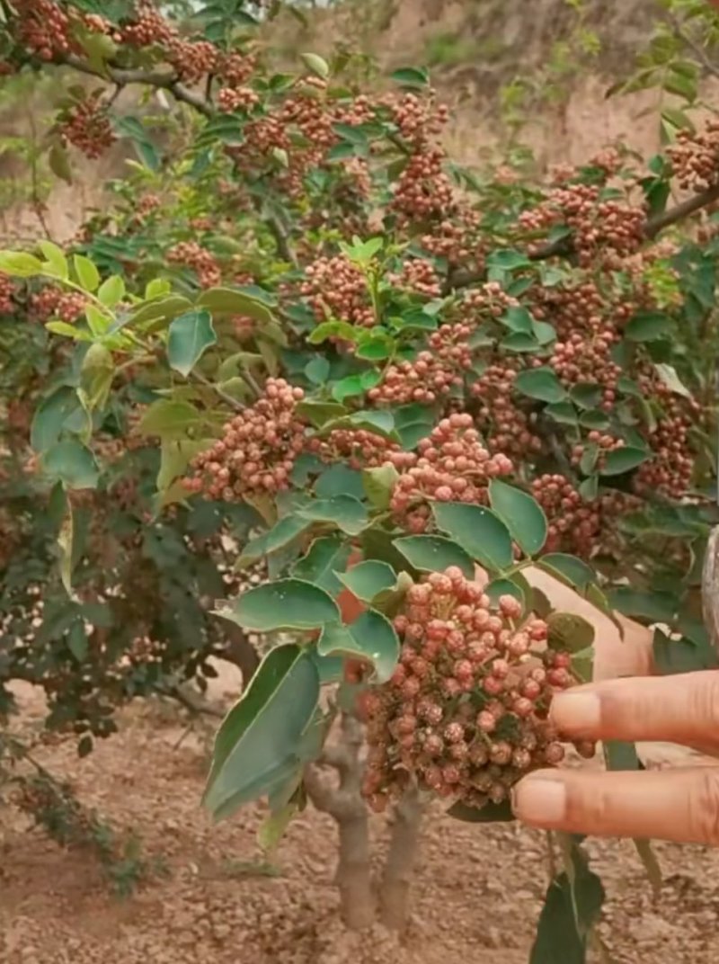 花椒苗嫁接无刺花椒苗，大红袍花椒苗，狮子头，保证品种