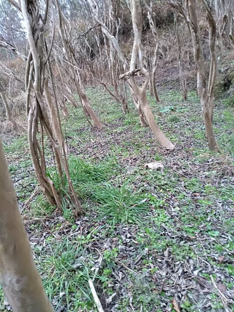 川红小叶紫薇树大树小苗产地直供