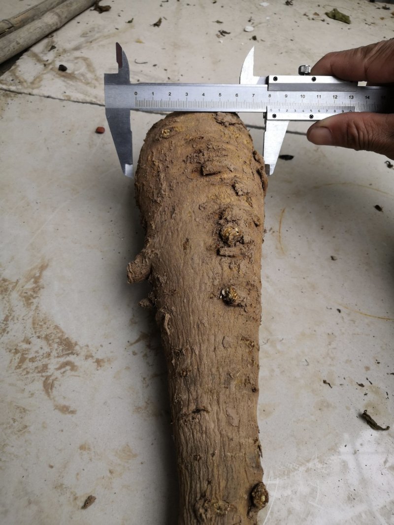 万亩中药材种植，白芷种苗，白芷，包成活，保质量，包服务