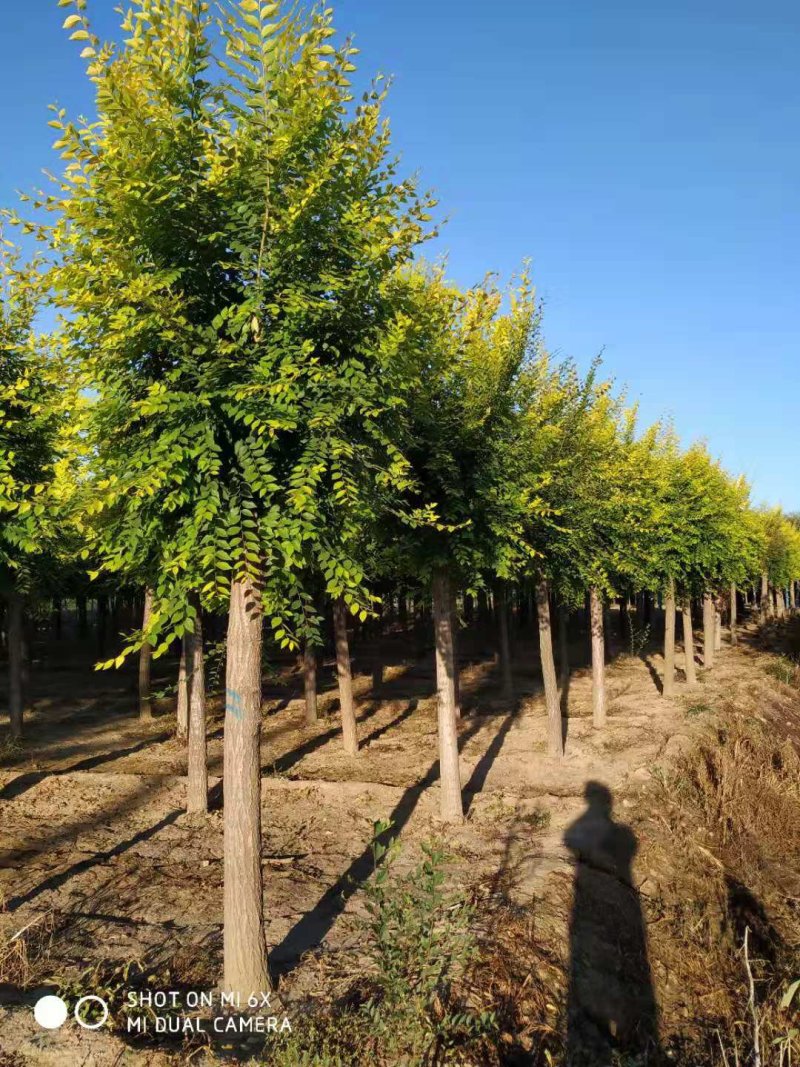大量销售：8-15公分金叶榆，树形好，价格低，