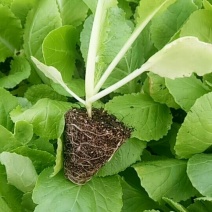 白菜苗