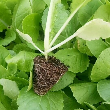 白菜苗