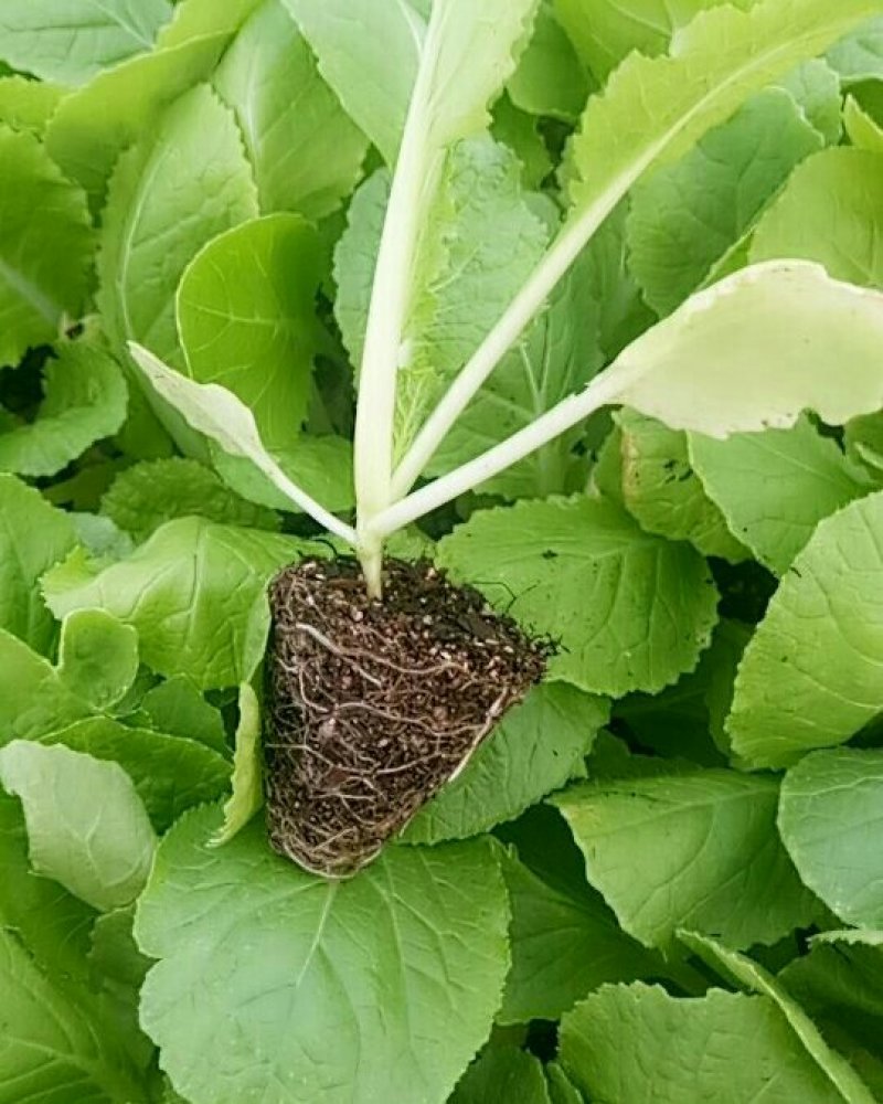 白菜苗