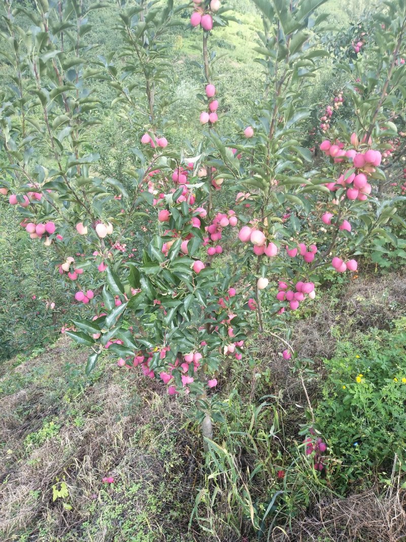 鸡心果，不赚中间差价，产地直销一手货源。