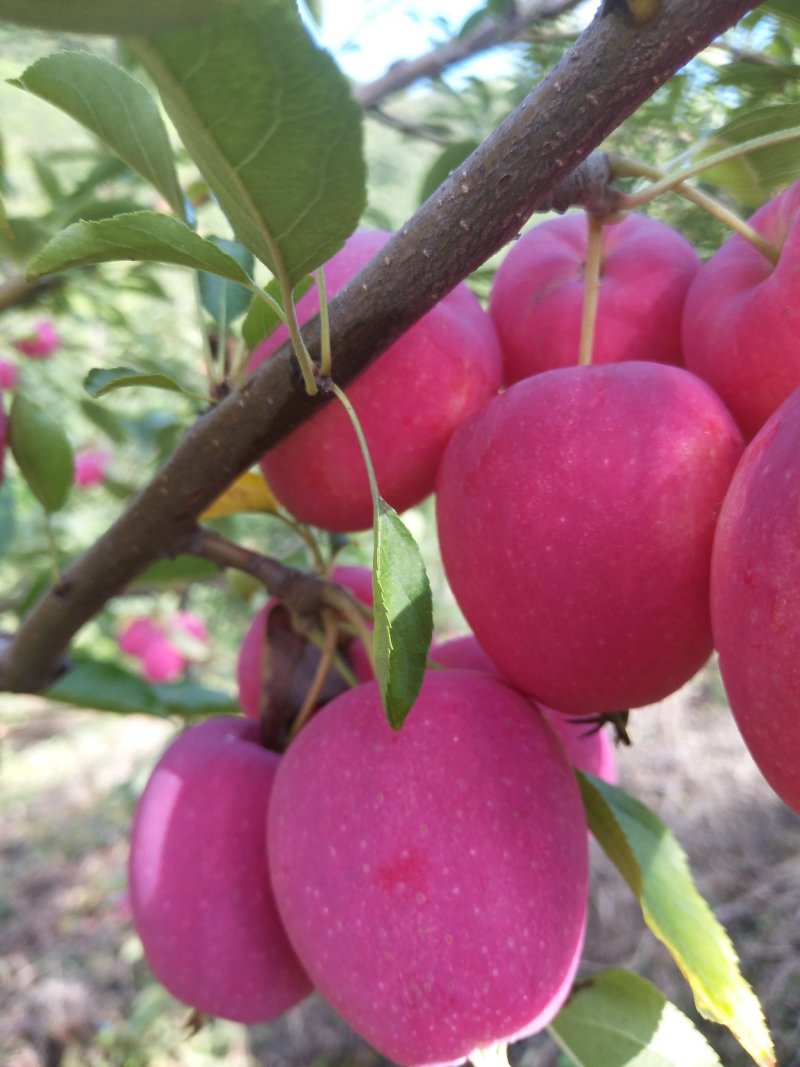 不赚中间差价品质好色泽鲜艳口感甜脆清香，产地直销一首货源
