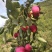 不赚中间差价品质好色泽鲜艳口感甜脆清香，产地直销一首货源