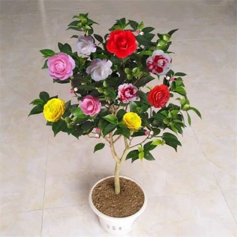 茶花苗山茶花树苗多色茶花四季开花绿植花卉盆栽玫瑰花苗带盆