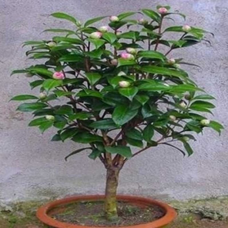 茶花苗山茶花树苗多色茶花四季开花绿植花卉盆栽玫瑰花苗带盆