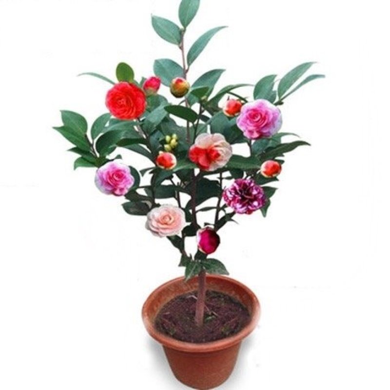 茶花苗山茶花树苗多色茶花四季开花绿植花卉盆栽玫瑰花苗带盆