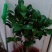 茶花苗山茶花树苗多色茶花四季开花绿植花卉盆栽玫瑰花苗带盆