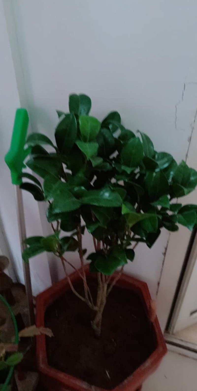 茶花苗山茶花树苗多色茶花四季开花绿植花卉盆栽玫瑰花苗带盆