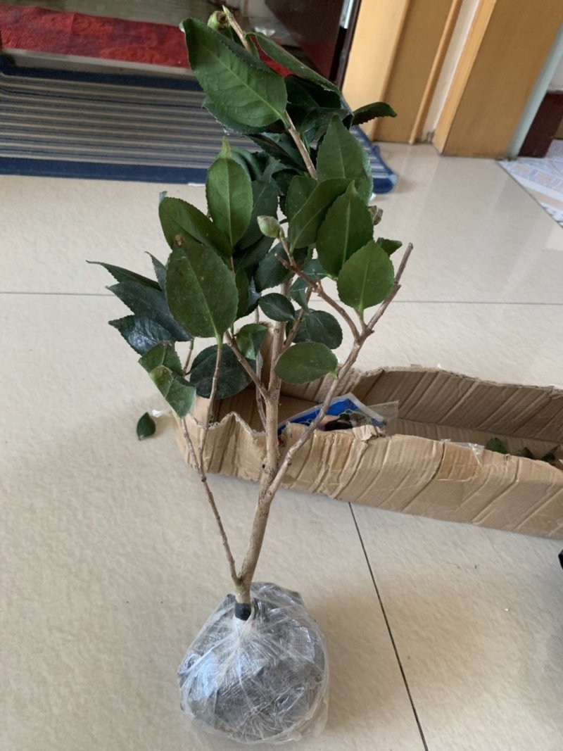 茶花苗山茶花树苗多色茶花四季开花绿植花卉盆栽玫瑰花苗带盆